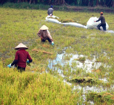 Rice fields in the Mekong Delta provinces flooded due to continuous heavy rainfall. (Photo:SGGP) Rice fields in the Mekong Delta provinces flooded due to continuous heavy rainfall. (Photo:SGGP)