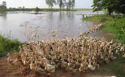 Animal husbandry in the Mekong Delta provinces faces unstable consumption.(Photo: SGGP) Animal husbandry in the Mekong Delta provinces faces unstable consumption.(Photo: SGGP)