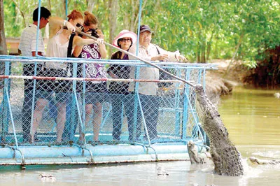 Câu cá sấu luôn tạo cảm giác mạnh cho du khách. Câu cá sấu luôn tạo cảm giác mạnh cho du khách.
