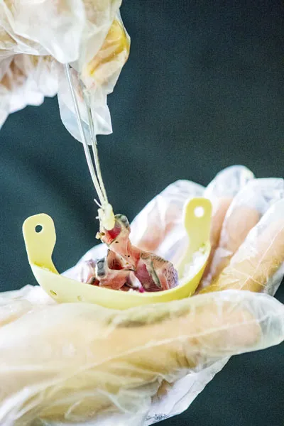 Yến vừa nở Yến vừa nở
