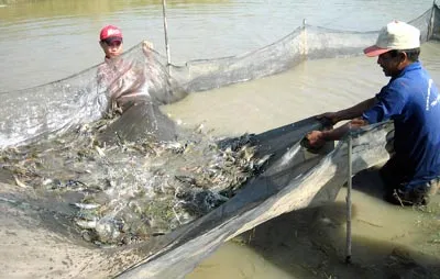 Con tôm... lên đời