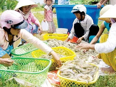 Tôm được giá cao, người nuôi ở ĐBSCL phấn khởi. Tôm được giá cao, người nuôi ở ĐBSCL phấn khởi.