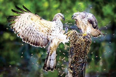 ‘Honey lovers’ by photographer Fan Hui Ling (Taiwan-China) ‘Honey lovers’ by photographer Fan Hui Ling (Taiwan-China)