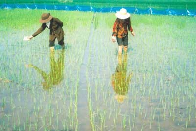 Golden apple snails are a serious threat to rice cultivation, consequently, the ministry forbids to farming the creature Golden apple snails are a serious threat to rice cultivation, consequently, the ministry forbids to farming the creature
