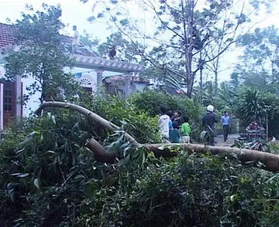 Nhiều cây cối tại thôn Phú Môn, xã Lộc An, huyện Phú Lộc, tỉnh Thừa Thiên - Huế bị lốc xoáy quật đổ. Nhiều cây cối tại thôn Phú Môn, xã Lộc An, huyện Phú Lộc, tỉnh Thừa Thiên - Huế bị lốc xoáy quật đổ.