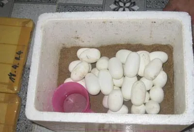 Trứng rắn hổ hèo chuẩn bị nở Trứng rắn hổ hèo chuẩn bị nở