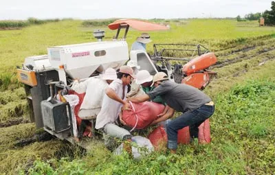 Tái cơ cấu ngành lúa gạo - Tăng thu nhập cho nông dân