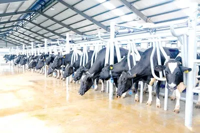 “Siêu nhà máy sữa” thân thiện và làm đẹp môi trường ảnh 2 “Siêu nhà máy sữa” thân thiện và làm đẹp môi trường ảnh 2