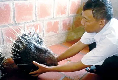 Nhiều nông dân các tỉnh phía Bắc đang ôm nợ do đua nhau nuôi nhím. Nhiều nông dân các tỉnh phía Bắc đang ôm nợ do đua nhau nuôi nhím.