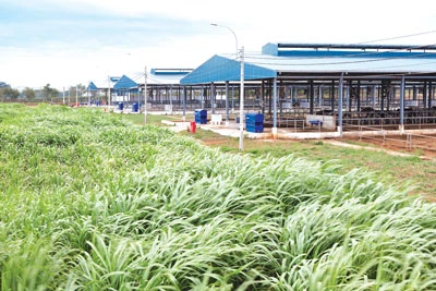 Một trong những trang trại của Vinamilk tại Lâm Đồng. Một trong những trang trại của Vinamilk tại Lâm Đồng.