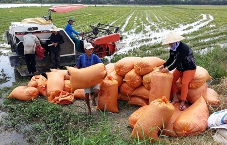 Farmers harvest rice in the southern province of Soc Trang. Agricultural experts believe that building various scenarios is vital for sustainable growth. — VNA/VNS Photo Thanh Ha Farmers harvest rice in the southern province of Soc Trang. Agricultural experts believe that building various scenarios is vital for sustainable growth. — VNA/VNS Photo Thanh Ha