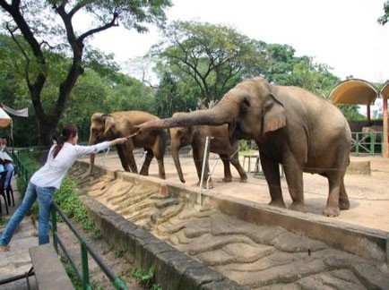 Dr. Phan Viet Lam, director of the Saigon Zoo, told the meeting that one of its main goals was to provide a better environment for animals in zoos and to increase public awareness of wildlife issues.— File Photo Dr. Phan Viet Lam, director of the Saigon Zoo, told the meeting that one of its main goals was to provide a better environment for animals in zoos and to increase public awareness of wildlife issues.— File Photo