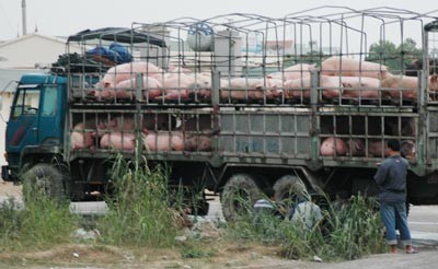 A truck packed with pigs on its way to Mong Cai Border Gate before going to China. (Photo: SGGP) A truck packed with pigs on its way to Mong Cai Border Gate before going to China. (Photo: SGGP)