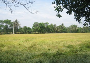 Rice production is one of the Mekong Delta region's strong points. Rice production is one of the Mekong Delta region's strong points.