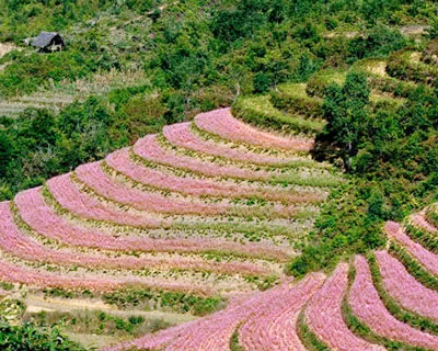 Hà Giang mùa hoa tam giác mạch
