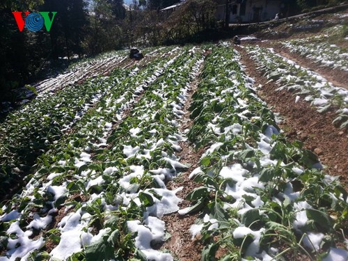 Flowers and vegetables were destroyed due to snowfall in Sapa (Photo: VOV) Flowers and vegetables were destroyed due to snowfall in Sapa (Photo: VOV)