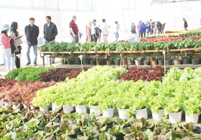 Visitors learn about technological advancements in the flower growing industry.(Photo:SGGP) Visitors learn about technological advancements in the flower growing industry.(Photo:SGGP)