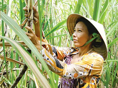 Nông dân huyện Phụng Hiệp (Hậu Giang) ngán ngẩm vì mía rớt giá.