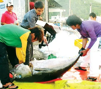 Ngư dân khai thác cá ngừ đại dương Ngư dân khai thác cá ngừ đại dương