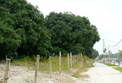 Thất bát mùa xoài tết