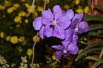 Thousands of flowers will be displayed in the exhibition. (Photo: KK) Thousands of flowers will be displayed in the exhibition. (Photo: KK)