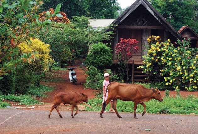 Peaceful Ako D'hong Village. (Photo: SGGP) Peaceful Ako D'hong Village. (Photo: SGGP)