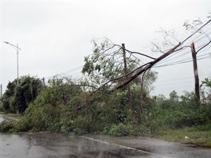 Trees fall down due to storms Trees fall down due to storms