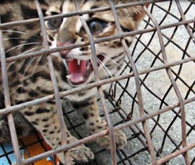 The rare wildcat (Photo: SGGP) The rare wildcat (Photo: SGGP)