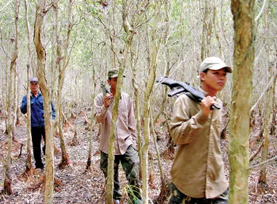 Tuần tra bảo vệ rừng ở Kiên Giang. Tuần tra bảo vệ rừng ở Kiên Giang.