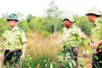 Kiểm lâm Cà Mau tuần tra bảo vệ rừng. Kiểm lâm Cà Mau tuần tra bảo vệ rừng.