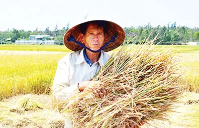 Lúa không làm đòng do hạn, người dân xã Bình Phú, Bình Sơn (Quảng Ngãi) cắt bỏ cho bò ăn. Lúa không làm đòng do hạn, người dân xã Bình Phú, Bình Sơn (Quảng Ngãi) cắt bỏ cho bò ăn.
