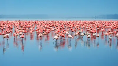 Hồ hồng hạc Nakuru Hồ hồng hạc Nakuru