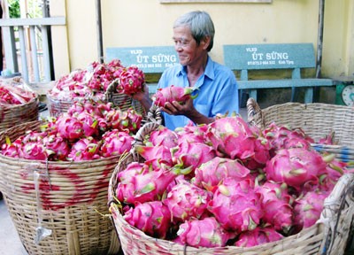 Prices of dragon fruit down Prices of dragon fruit down