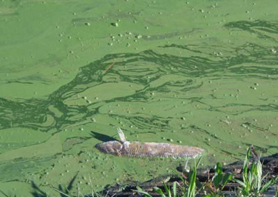 Dead fish due to pollution on Xuan Huong Lake (Photo: SGGP) Dead fish due to pollution on Xuan Huong Lake (Photo: SGGP)
