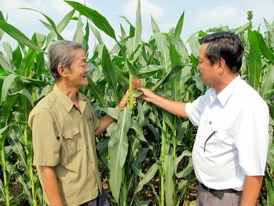 Maize crop converted from rice field An Phu District, in An Giang Province (Photo: SGGP) Maize crop converted from rice field An Phu District, in An Giang Province (Photo: SGGP)