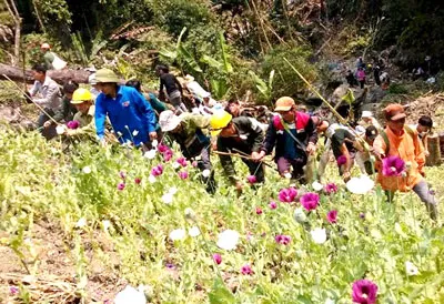 Cần sa từ núi xuống phố!