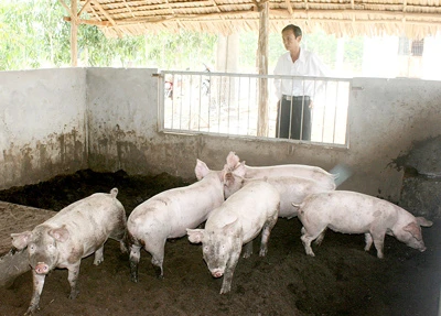 Ngành chăn nuôi: Tái cơ cấu theo hướng nào?