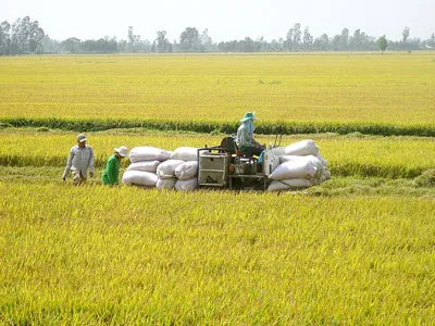 Chi bộ Đảng trên cánh đồng liên kết