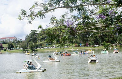 Pedal-powered swans on Xuan Huong Lake in Da Lat attract many visitors. (Photo: Sggp) Pedal-powered swans on Xuan Huong Lake in Da Lat attract many visitors. (Photo: Sggp)