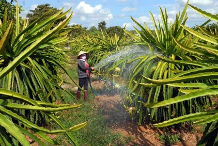 Dragon fruit is cultivated in the southern province of Dong Nai's Xuan Loc District. Viet Nam is now the first and only country to receive approval to export dragon fruit to New Zealand. — VNA/VNS Photo Manh Linh Dragon fruit is cultivated in the southern province of Dong Nai's Xuan Loc District. Viet Nam is now the first and only country to receive approval to export dragon fruit to New Zealand. — VNA/VNS Photo Manh Linh
