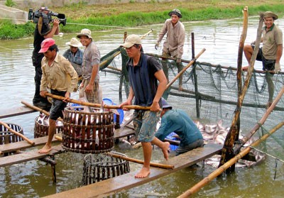 Tra fish prices reduce in the Mekong Delta (Photo: SGGP) Tra fish prices reduce in the Mekong Delta (Photo: SGGP)