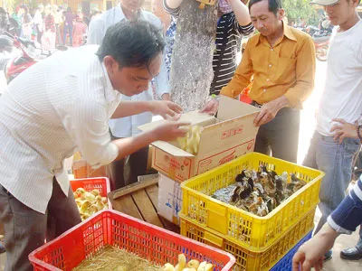 Đoàn tình nguyện viên kiểm tra, phân chia con giống gà vịt để phát cho các gia đình khó khăn. Đoàn tình nguyện viên kiểm tra, phân chia con giống gà vịt để phát cho các gia đình khó khăn.