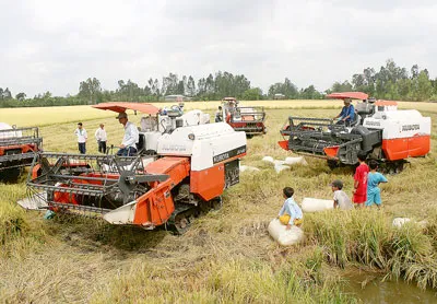 Sản xuất lúa theo cánh đồng lớn. Ảnh: CAO PHONG Sản xuất lúa theo cánh đồng lớn. Ảnh: CAO PHONG