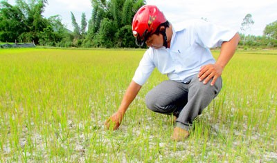 Thousands of hectares of rice fields died or on alert of water shortage. (Photo: SGGP) Thousands of hectares of rice fields died or on alert of water shortage. (Photo: SGGP)