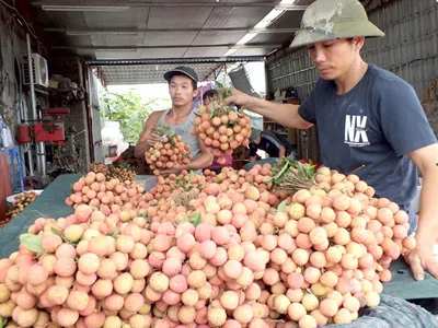 TPHCM - các tỉnh Đông, Tây Nam bộ: Hợp sức đẩy mạnh tiêu thụ trái vải thiều