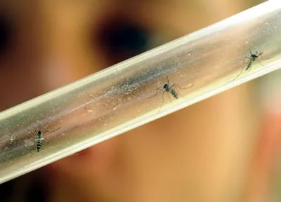 6 bang tại Mỹ nhiễm virus chikungunya