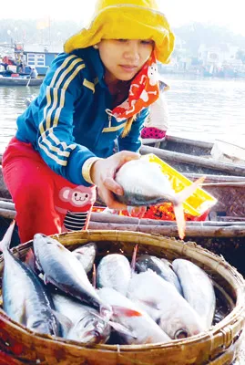 Chọn lựa cá trước khi đưa ra các chợ