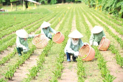 Vùng trồng cây Trinh nữ hoàng cung của Công ty Thiên Dược đạt tiêu chuẩn GACP-WHO Vùng trồng cây Trinh nữ hoàng cung của Công ty Thiên Dược đạt tiêu chuẩn GACP-WHO