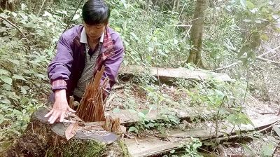 Tàn phá rừng Măng Đen
