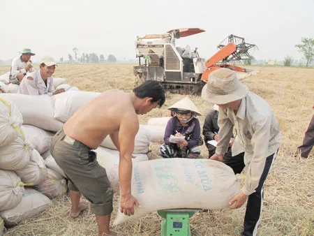 ĐBSCL: Thu hoạch hơn 430.000ha lúa hè thu